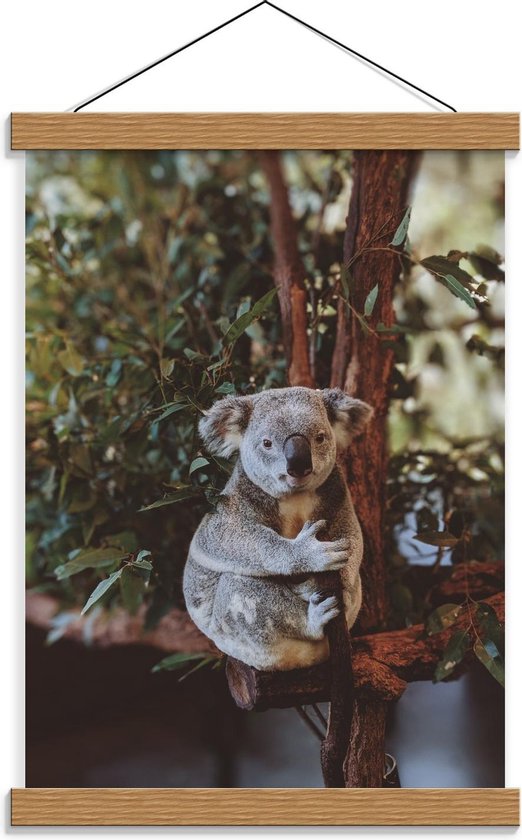 Schoolplaat – Koala in Boom - 30x40cm Foto op Textielposter (Wanddecoratie op Schoolplaat)