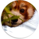 Forex Wandcirkel - Rode Panda Achter de Planten - 30x30cm Foto op Wandcirkel (met ophangsysteem)