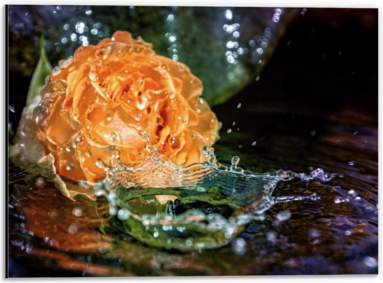 Dibond - Oranje Vallende Roos in het Water - 40x30cm Foto op Aluminium (Wanddecoratie van metaal)