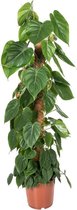 Philodendron Scandens 120 cm