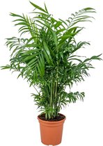 Chamaedorea Elegans - Mexicaanse Dwergpalm - Kamerplant - luchtzuiverend - ⌀17 cm - 50-60 cm