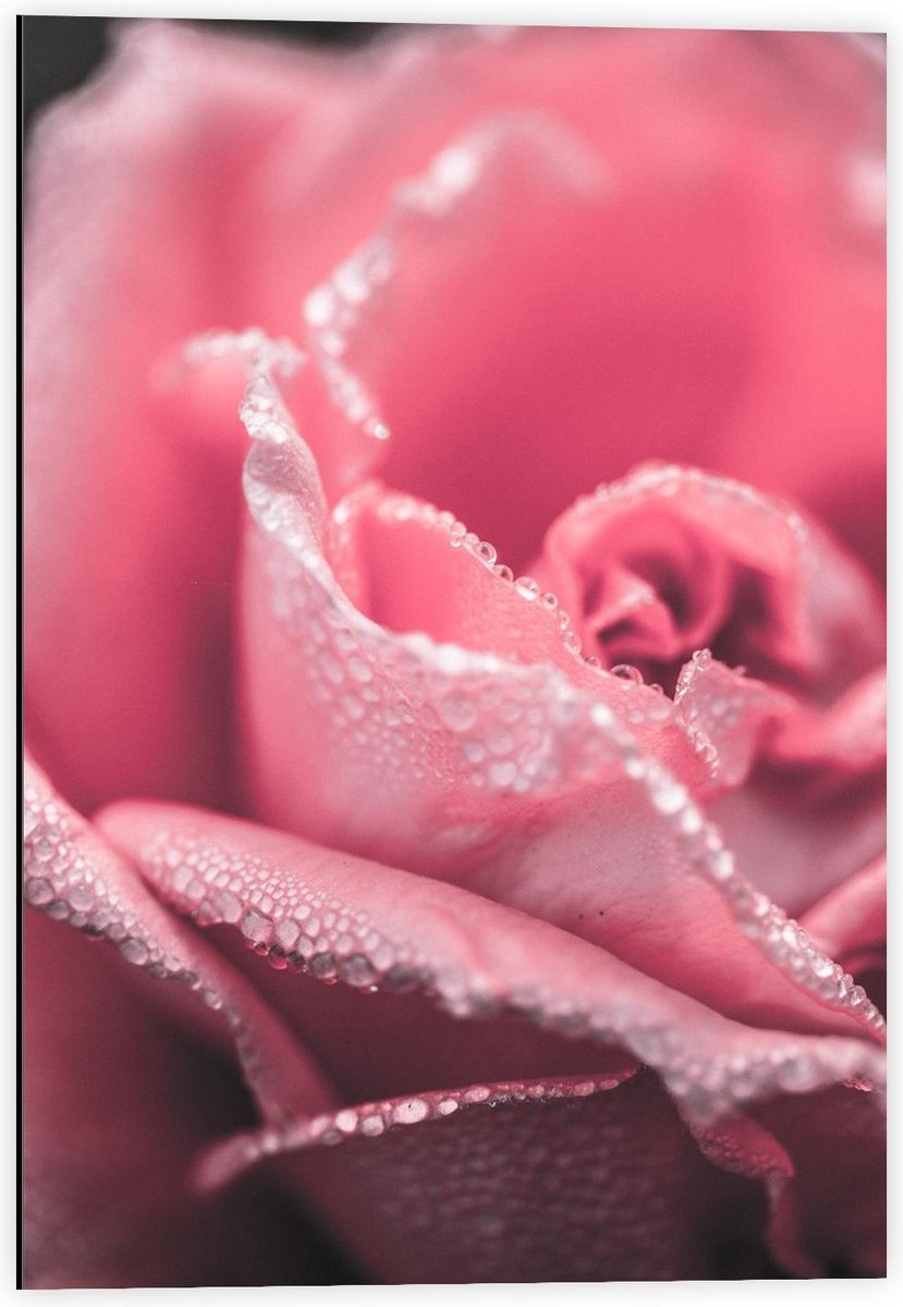 Dibond - Roze Roos - 40x60cm Foto op Aluminium (Met Ophangsysteem)