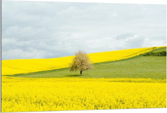 Dibond - Fel Gele Bloemen met Boom in Grasveld - 120x80cm Foto op Aluminium (Met Ophangsysteem)