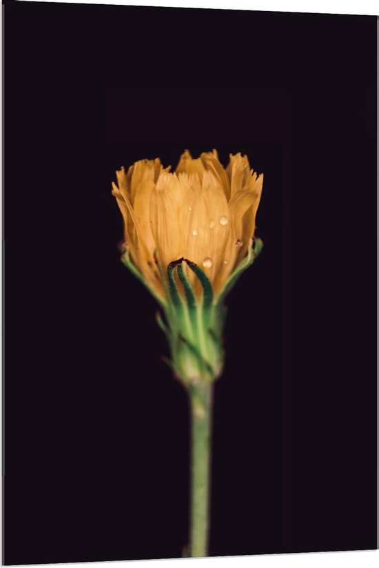 Acrylglas - Oranje Bloem op Zwarte Achtergrond - 80x120cm Foto op Acrylglas (Met Ophangsysteem)