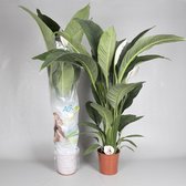 Kamerplant van Botanicly – Lepelplant  – Hoogte: 150 cm – Spathiphyllum Sensation