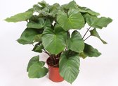 Kamerplant van Botanicly – Homalomena rubescens Maggy – Hoogte: 100 cm