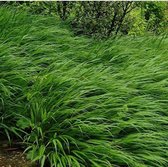25 x Hakonechloa macra - Japans Berggras in 9x9cm pot met hoogte 5-10cm