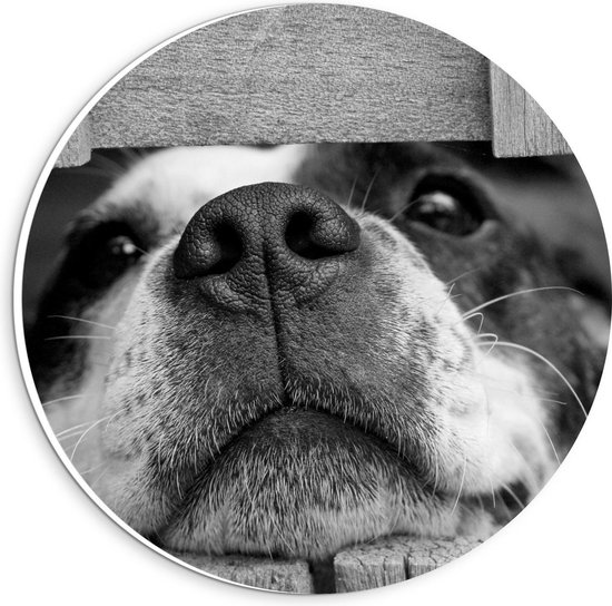 Forex Wandcirkel - Snuit van Hond door Hek (zwart/wit) - 20x20cm Foto op Wandcirkel (met ophangsysteem)
