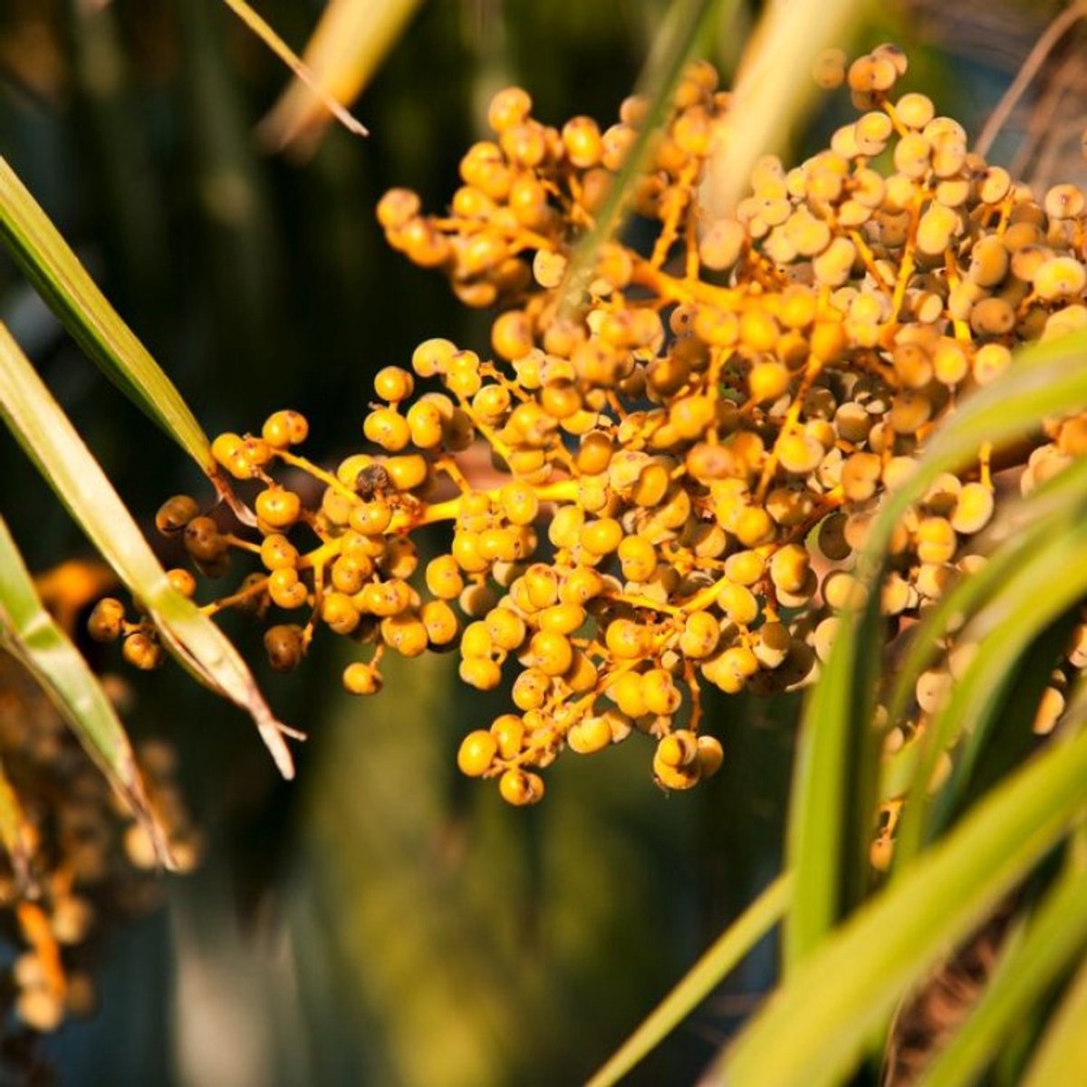 Plants Online BV - Planten - Tuinplanten - Bomen - Set van 1 - Chinese waaierpalm
