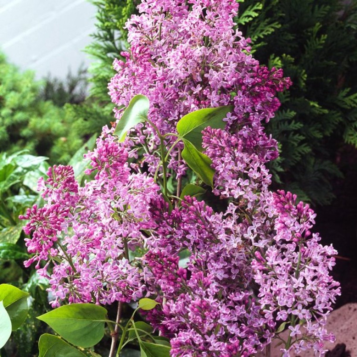 Syringa vulgaris C5 40-60 cm - Insectenlokkend - Populair bij vogels - Bladverliezend - Bloeiende plant - Geurend