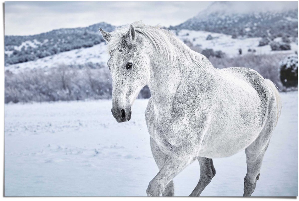 REINDERS Poster Paard - 61 x 91,5 - Papier - REINDERS wit