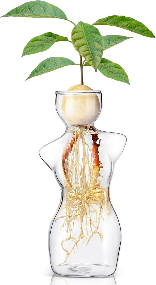 Glazen Avocado Vaas voor Watercultuur Ontkieming - Moderne Plantenbak & Terrarium