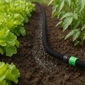 Zwarte tuinslang sproeit water op aarde tussen plantjes sla en tomaten.