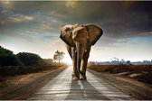 Canvas Schilderij Walking Elephant