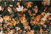 Canvas schilderij Autumn Leaves