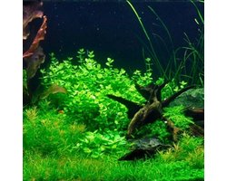 Ronde Bladige Grondplant voor Aquarium: Snelle Groeiende Waterplant voor Aquascaping