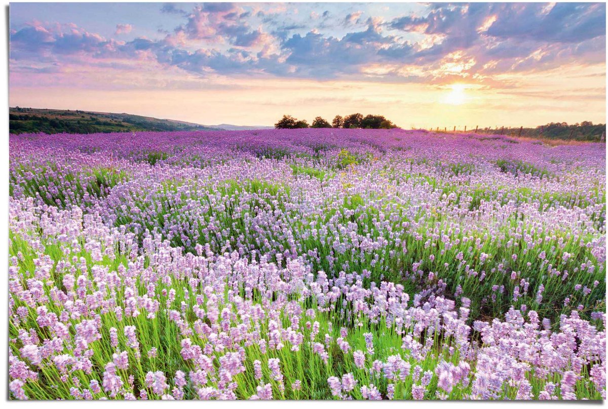 REINDERS Poster Lavendel veld - 61 x 91,5 - Papier - REINDERS paars