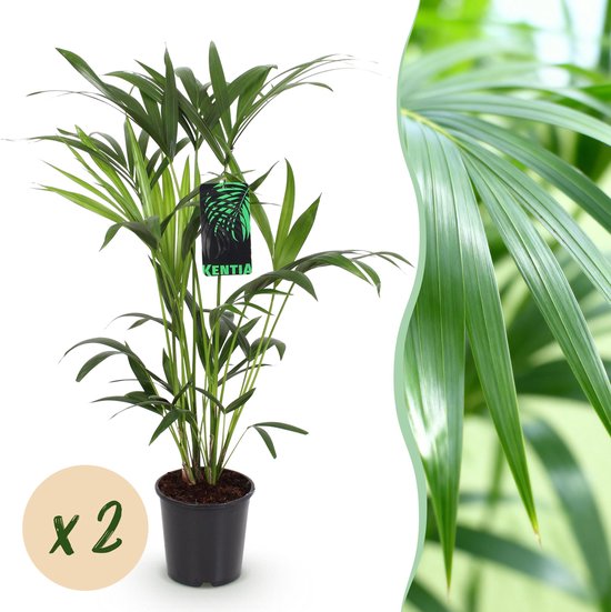 Plantenboetiek.nl | Howea Forsteriana - Kentia Palm - Weinig Onderhoud - Groen - 2 planten - Ø19cm - 80-85cm hoog - Kamerplant - Groenblijvend