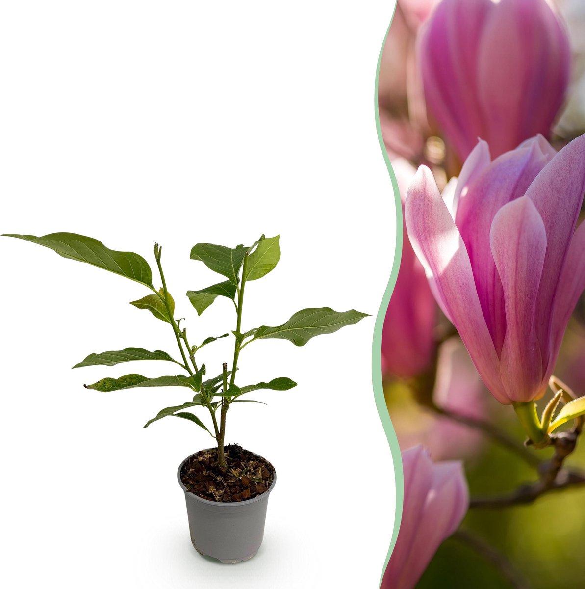 Plantenboetiek.nl | Magnolia Heaven Scent - Bloem Roze - Bladverliezend - Weinig Onderhoud - Ø12cm - 30cm hoog - Tuinplant