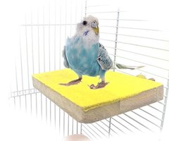 EGoods - Vogel Baars Stand Platform met Kleurrijk Design voor Papegaaien, Hamsters en Eekhoorns - Poot Slijpen en Oefening Speelgoed