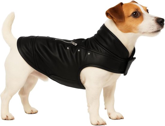 Jack Russell met zwarte kunstleren jas met rits en studs.
