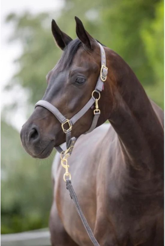 Covalliero Shetty Kantara met Gouden Gespen