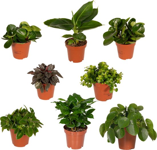 De Mystery Box Planten Vol Verrassingen: 8 Stijlvolle Kamerplanten voor Elke Ruimte