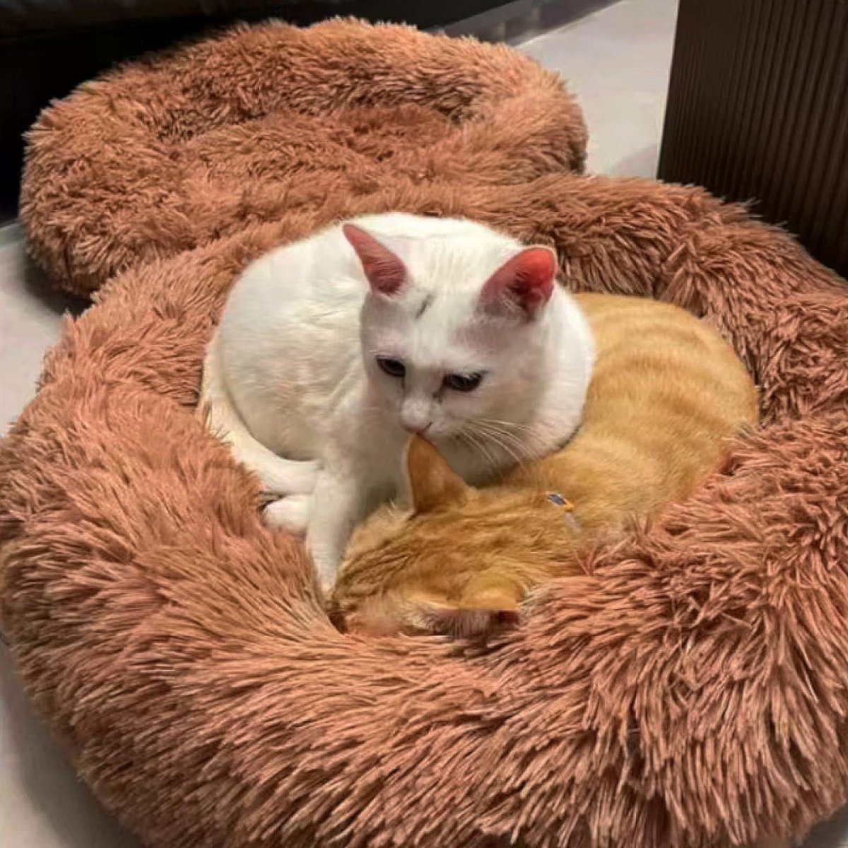 Rond zacht huisdierbed pluizig kat slaapbed wasbaar - 40 cm kaki fluffy dog ​​bed