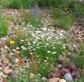 MRS Seeds & Mixtures Type M6 - Bloeiende voegen bloemenmengsel – meerjarige bloemen – trekt nuttige insecten aan – stimuleert de biodiversiteit – helpt water op te vangen