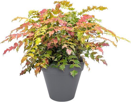 Elho Loft Urban Rond 20 - Pot De Fleurs pour Extérieur - Plastique 100% recyclé - Ø 19.3 x H 17.5 cm - Anthracite