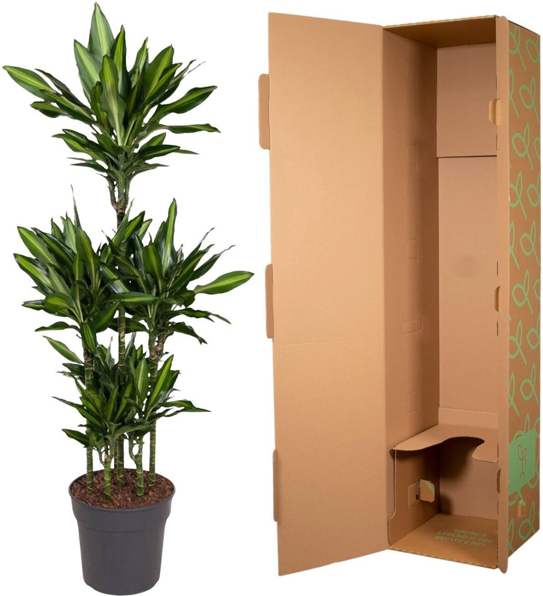 Dracaena Cintho Carrousel - 140 cm - ø31