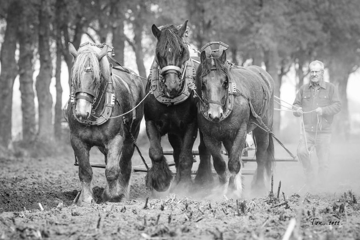 Trekpaarden TW7 - Foto - Ton van der Weerden - Fine Art Print op fotokwaliteit papier - 40 x 60 cm