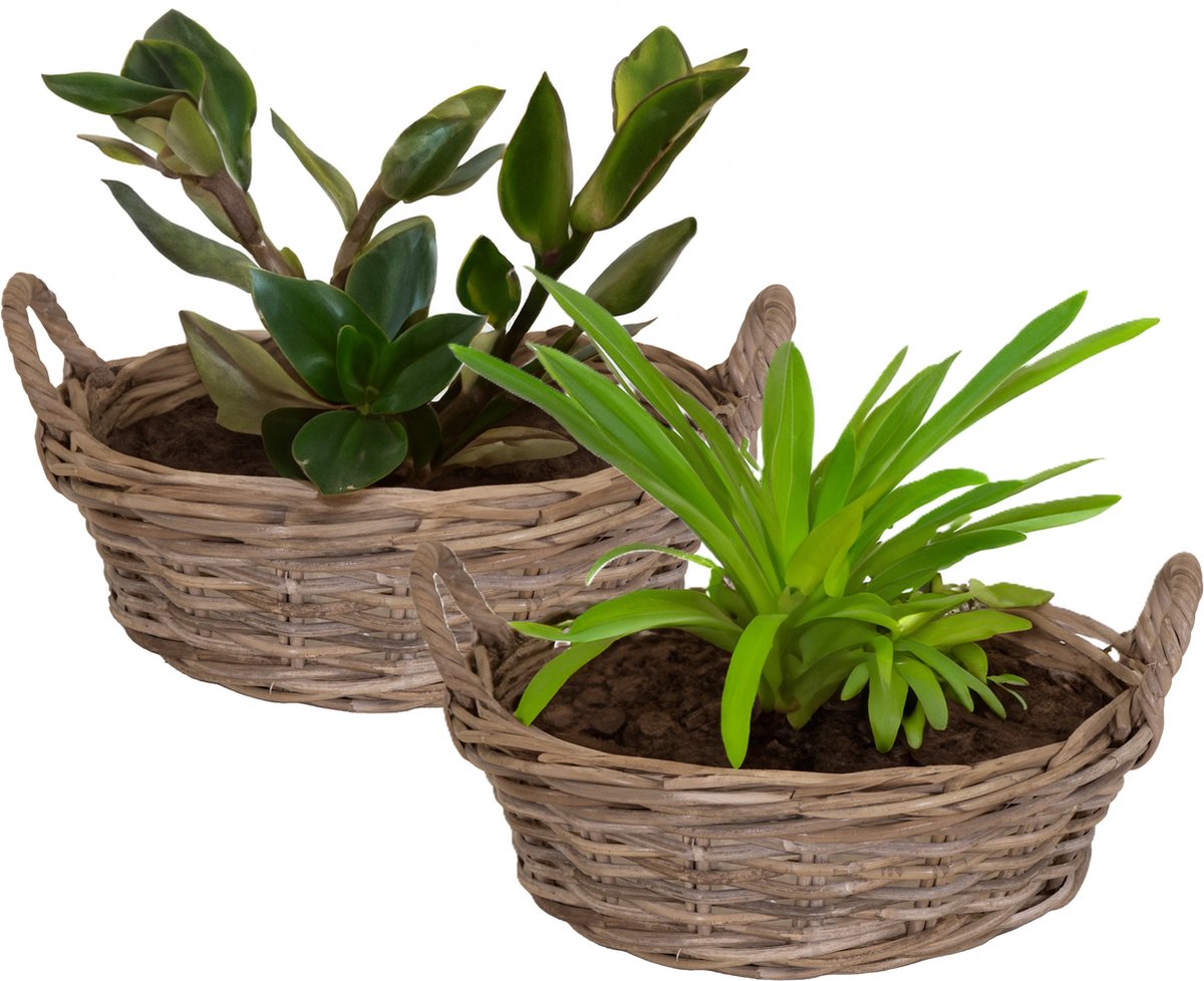 Mega Collections Planten/bloemen mand Levi - 2x - rotan - laag - D30 x H13 cm - pot voor buiten