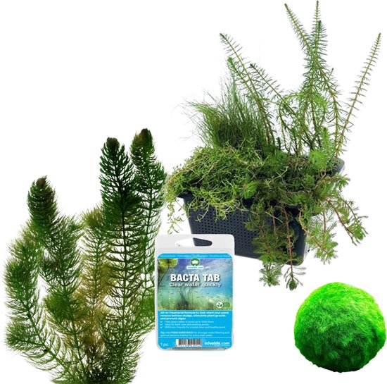 vdvelde.com - Luchtpomp Alternatief: Zuurstofplanten Vijver Pakket – M - 500 - 1.250 L - 24 planten voor 500 – 1.250 L - Verhoogt zuurstof en voorkomt algen - Plaatsing: -1 tot -80 cm