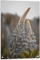 WallClassics - Poster de jardin - Plante de Lupine vivace dans le champ - 60x90 cm Photo sur Poster de jardin (décoration murale pour l'extérieur et l'intérieur)