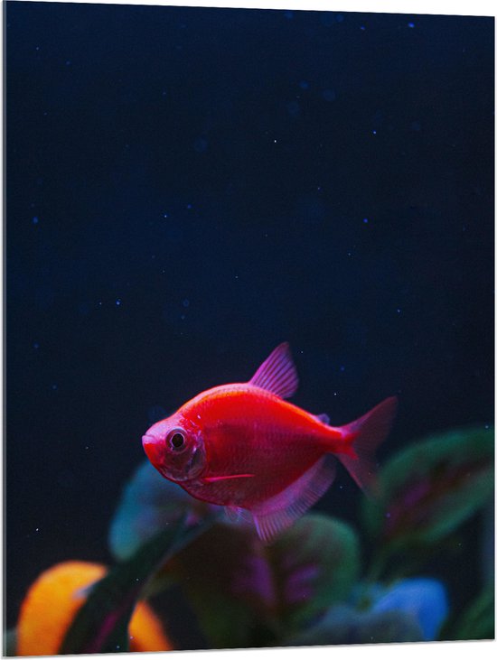 Acrylglas - Rode Vis in Aquarium - 75x100 cm Foto op Acrylglas (Met Ophangsysteem)