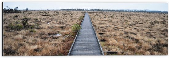 Dibond - Vlonderpad over het Riet - 60x20 cm Foto op Aluminium (Met Ophangsysteem)