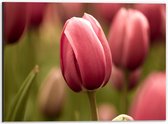 Dibond - Prachtige Volgroeide Roze Gekleurde Tulpen - 40x30 cm Foto op Aluminium (Met Ophangsysteem)