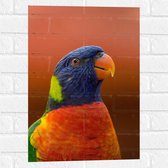 WallClassics - Muursticker - Blijkijkende Papegaai met Felle Kleuren - 40x60 cm Foto op Muursticker