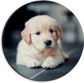 Dibond Muurcirkel - Liggende Puppy op Stenen Vloer - 20x20 cm Foto op Aluminium Muurcirkel (met ophangsysteem)