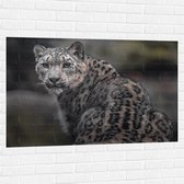 Muursticker - Omkijkend Nieuwsgierig Luipaard - 120x80 cm Foto op Muursticker