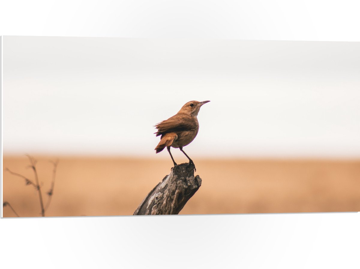 PVC Schuimplaat- Kleine Vogel op het Uiteinde van een Boomstam - 100x50 cm Foto op PVC Sch