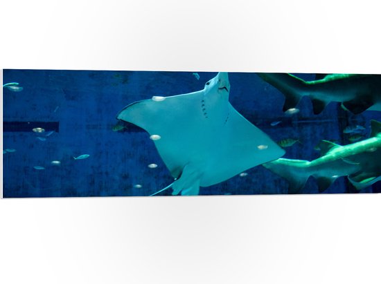 WallClassics - PVC Schuimplaat - Grote Rog Zwemmend bij Vissen - 120x40 cm Foto op PVC Schuimplaat (Met Ophangsysteem)