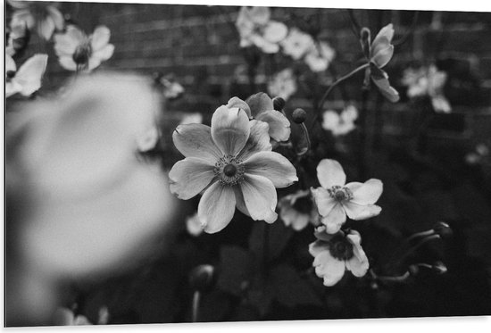 Dibond - Bloemen in het Zwart-Wit - 105x70 cm Foto op Aluminium (Met Ophangsysteem)