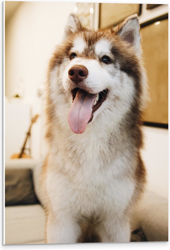 WallClassics - PVC Schuimplaat - Bruine Husky Hond met Uitstekende Tong - 40x60 cm Foto op PVC Schuimplaat (Met Ophangsysteem)