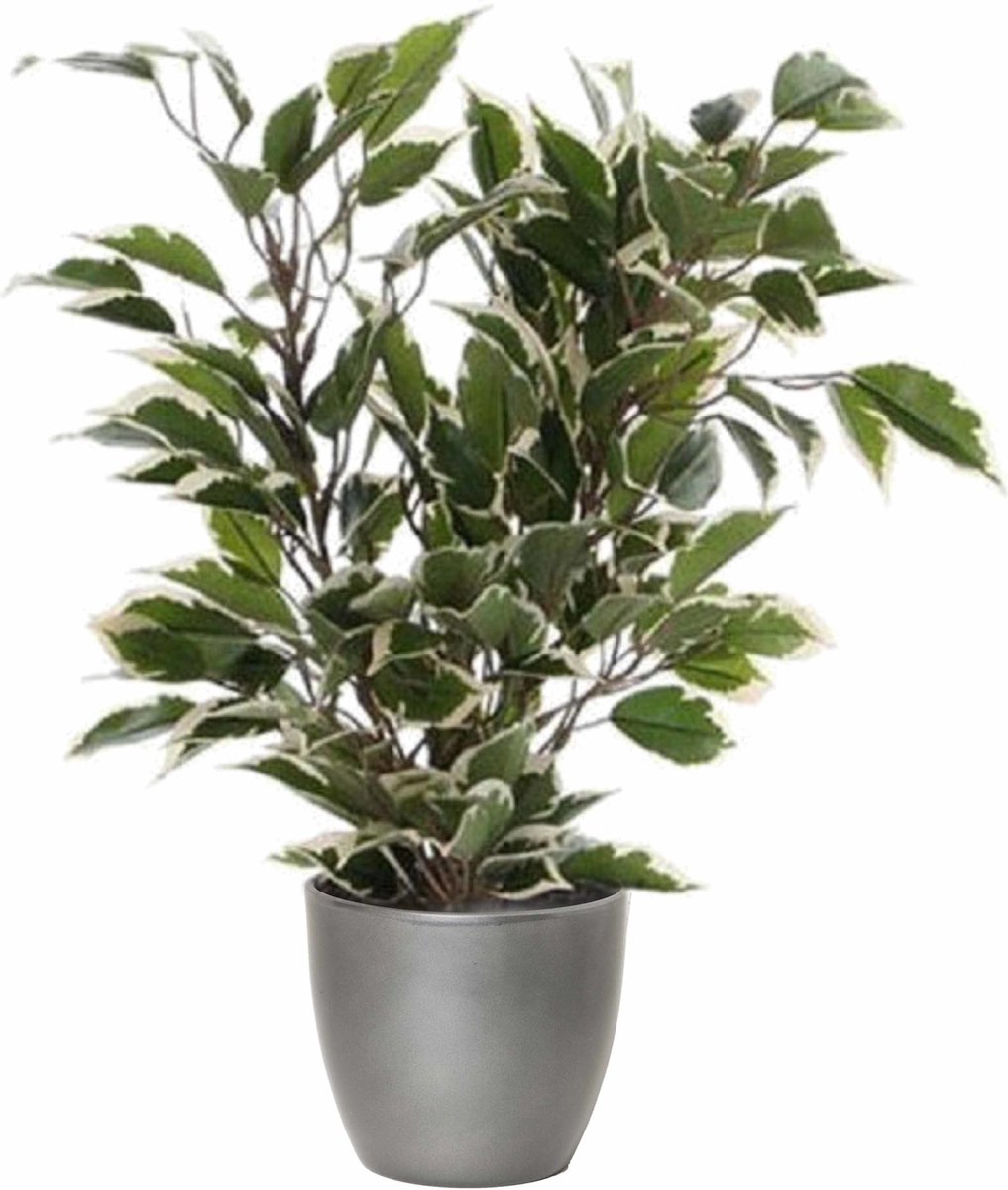Mica Decorations Ficus kunstplant - groen/wit - 40 cm - met plantenpot - zilver - keramiek - D13.5 en H12.5 cm