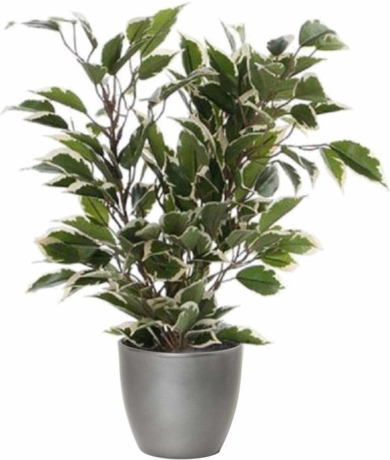 Plante artificielle ficus vert/blanc 40 cm avec cache-pot argent métallisé D13,5 et H12,5 cm