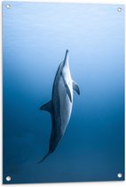 Tuinposter – Verticaal Zwemmende Dolfijn - 60x90 cm Foto op Tuinposter (wanddecoratie voor buiten en binnen)