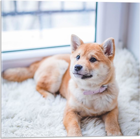 WallClassics - Verre acrylique - Shiba Inu marron clair allongé sur un tapis Wit - Photo 50 x 50 cm sur verre acrylique (avec système de suspension)