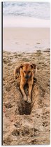 Dibond - Gravende Hond op het Strand - 20x60 cm Foto op Aluminium (Met Ophangsysteem)